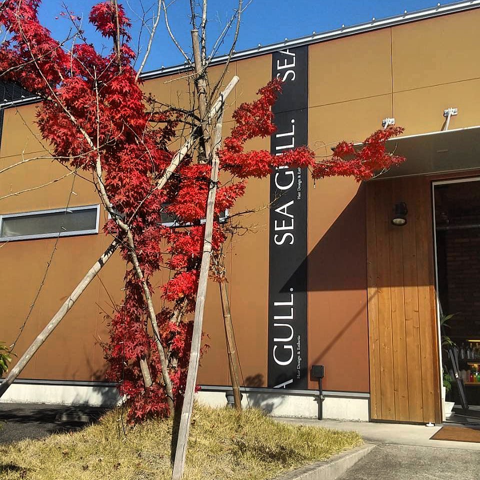 本日も晴天なり?お店の紅葉も真っ赤っか?